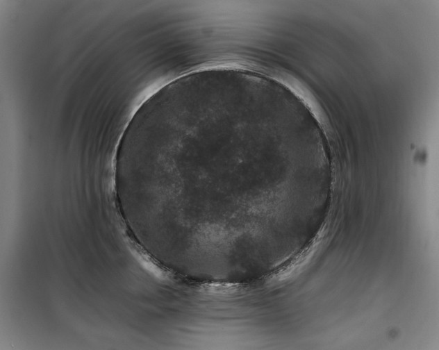 X0000100380858200806061217