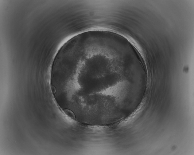 X0000100380862200806061217