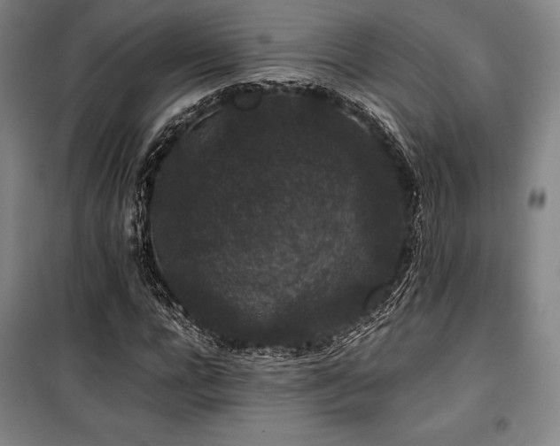 X0000100380920200806061215