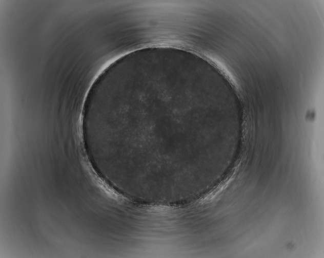 X0000100380932200806061215