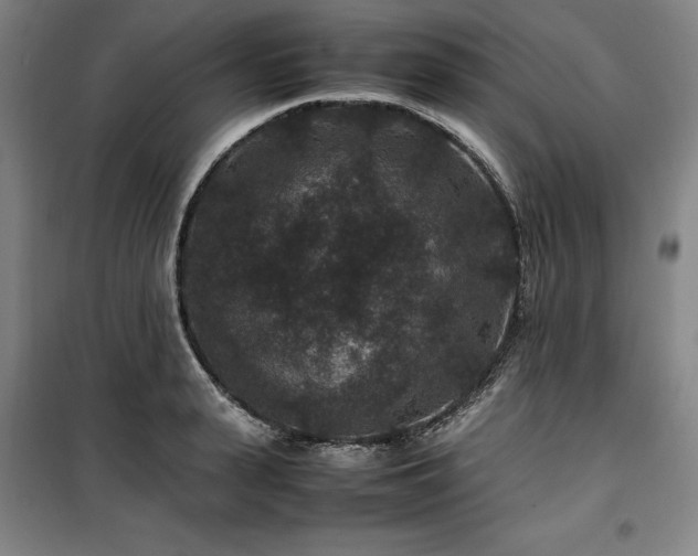 X0000100380943200806061215