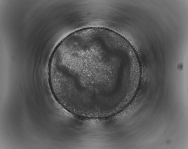 X0000100380950200806061215