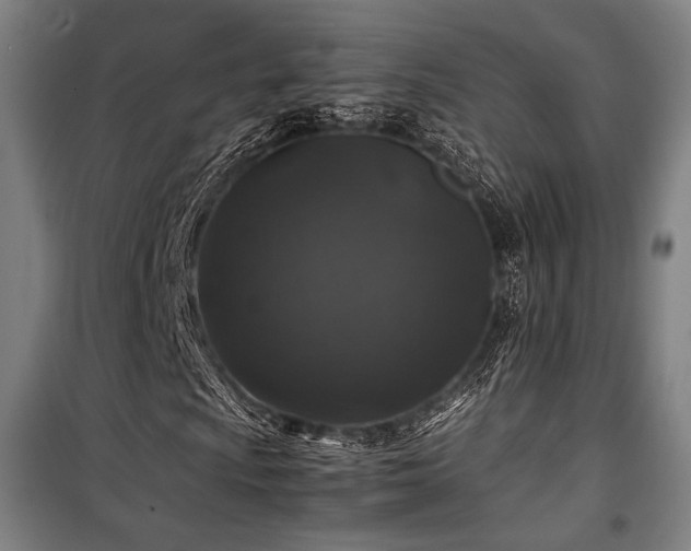 X0000100381009200806061213
