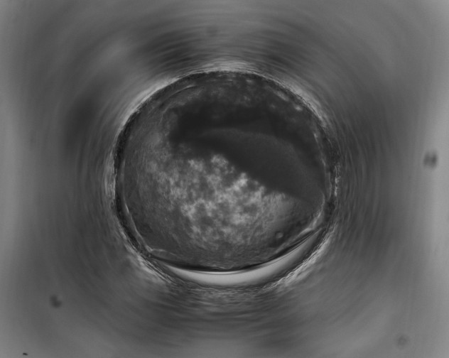 X0000100381117200806061212
