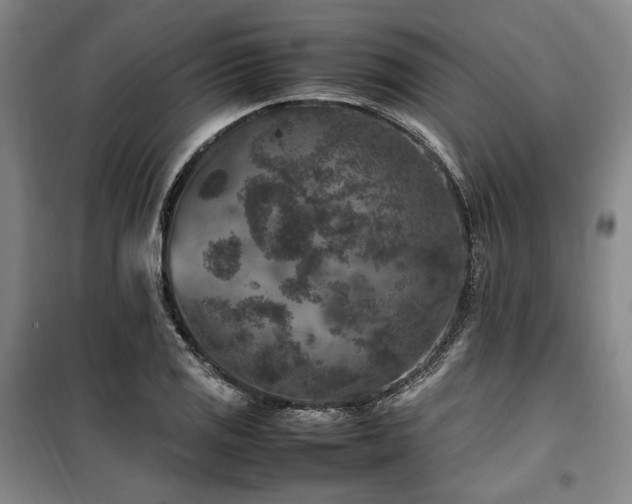 X0000100381125200806061212