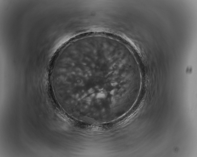 X0000100381263200806061210
