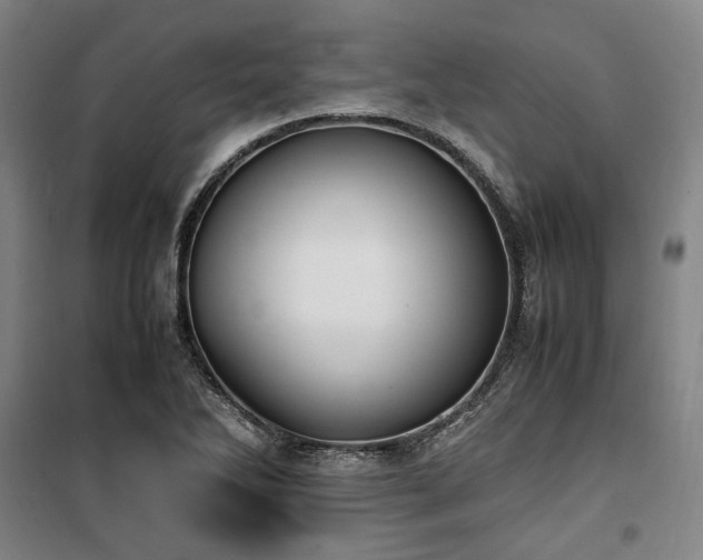 X0000100381270200806061210