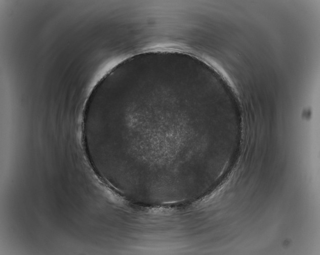 X0000100381277200806061210