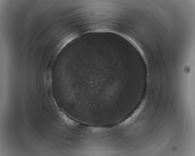X0000100381289200806061210