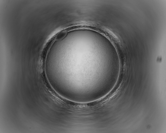X0000100381310200806061209