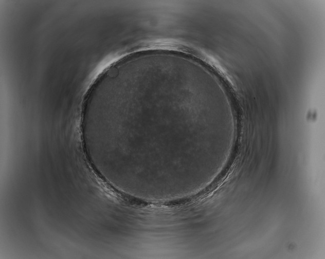 X0000100381312200806061209