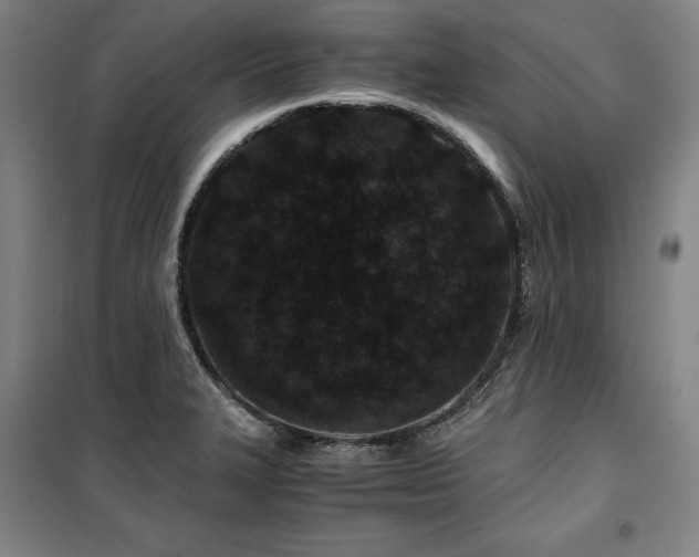 X0000100381327200806061210