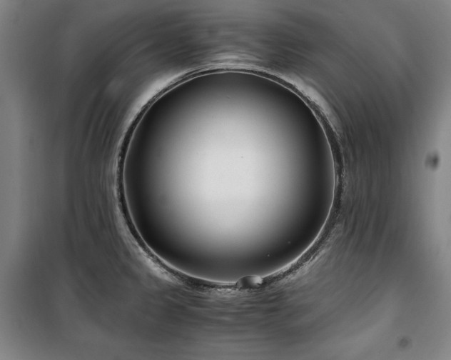 X0000100381333200806061210