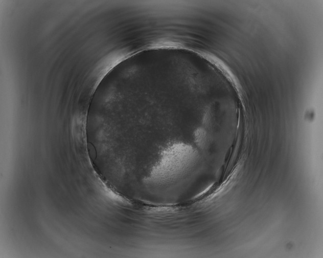 X0000100381337200806061210