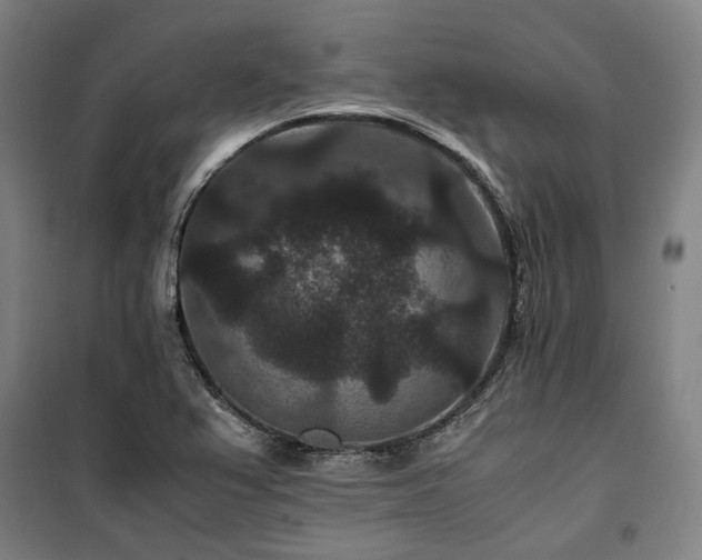 X0000100381367200806061209