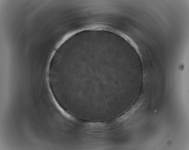 X0000100381429200806061208