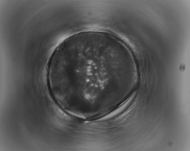 X0000100381463200806061207