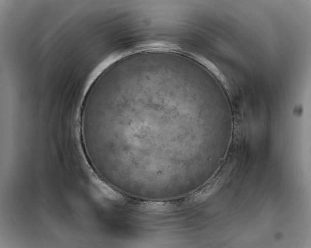 X0000100381474200806061207