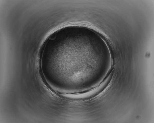 X0000100381506200806061206