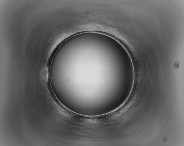 X0000100381509200806061206