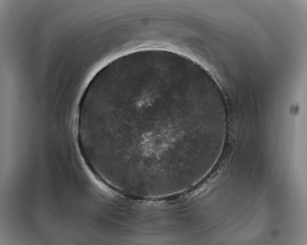 X0000100381519200806061206