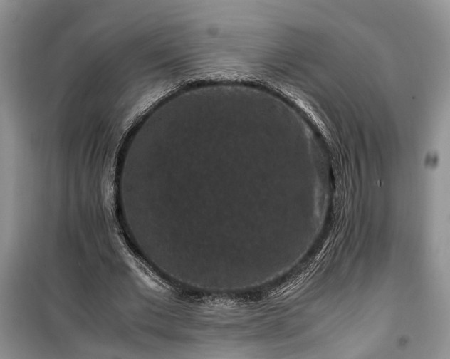 X0000100380677200806131100