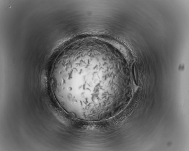 X0000100380688200806131100