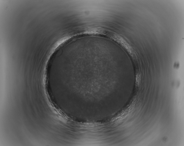 X0000100380724200806131059