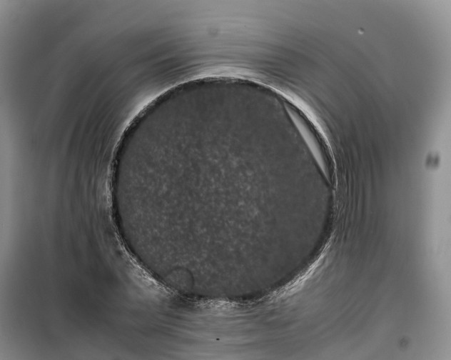 X0000100380783200806131058