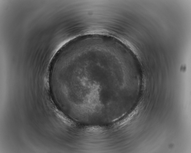 X0000100380830200806131057