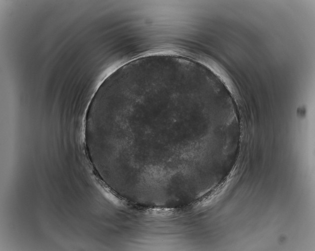X0000100380858200806131058