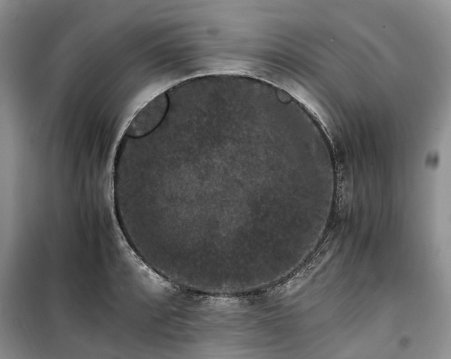 X0000100381088200806131054