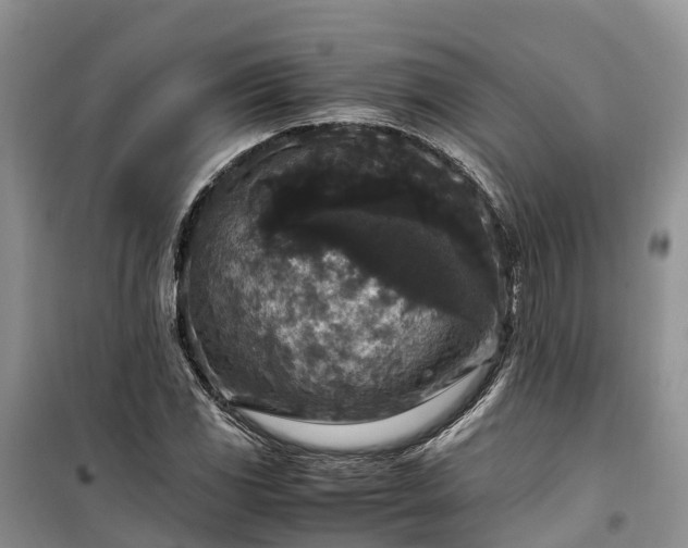 X0000100381117200806131053
