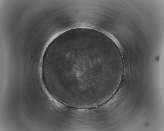 X0000100381144200806131054