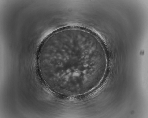 X0000100381263200806131051