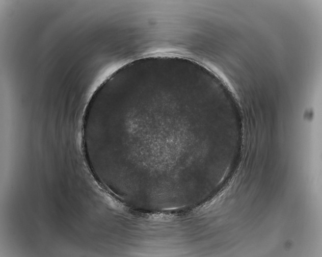 X0000100381277200806131051
