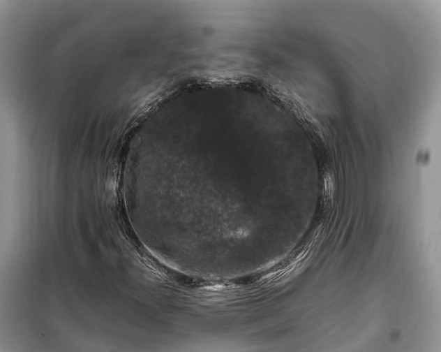 X0000100381300200806131050