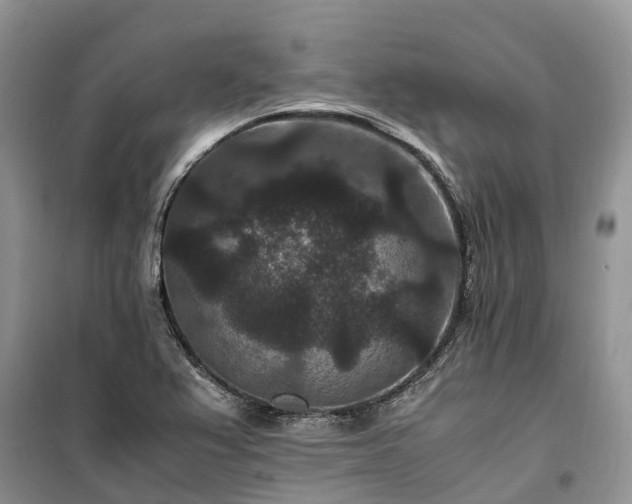 X0000100381367200806131050