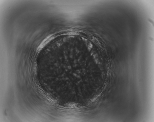 X0000100380295200806201657