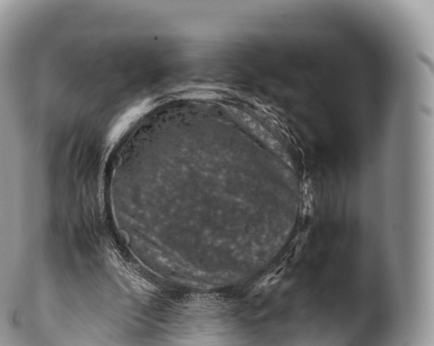 X0000100380296200806201657