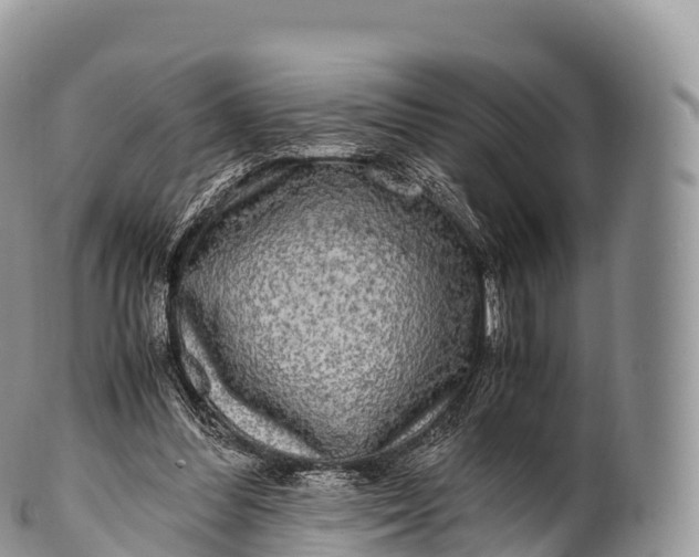 X0000100380300200806201657