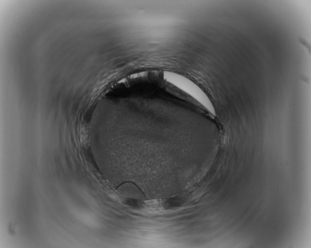 X0000100380335200806201656