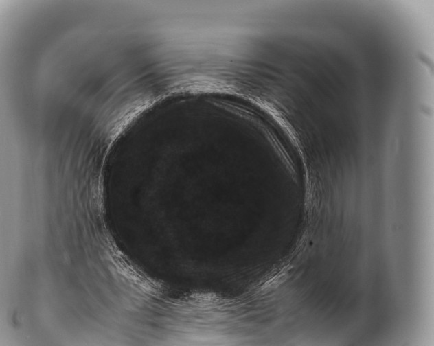 X0000100380391200806201655