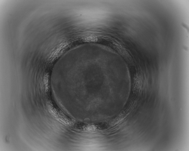 X0000100380600200806201652