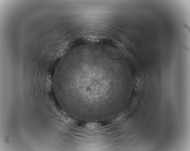 X0000100380707200806201650