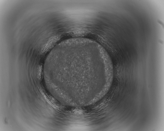 X0000100380742200806201650
