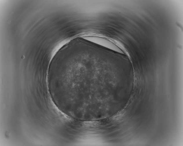 X0000100380863200806201649