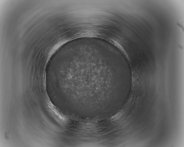 X0000100381035200806201645