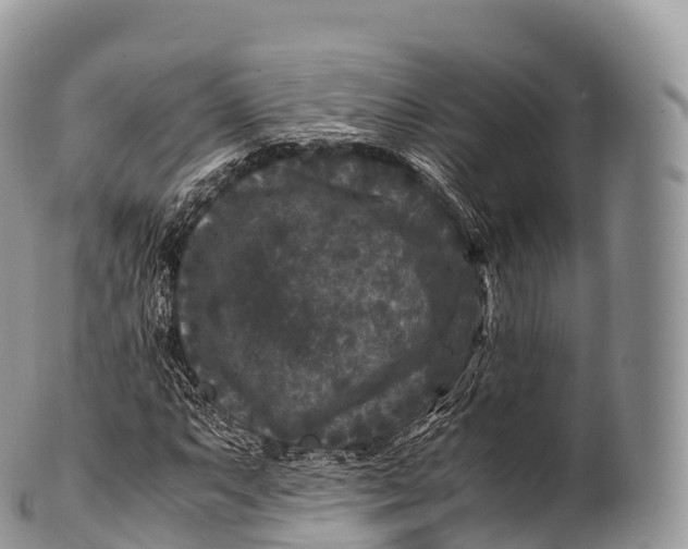 X0000100381063200806201645