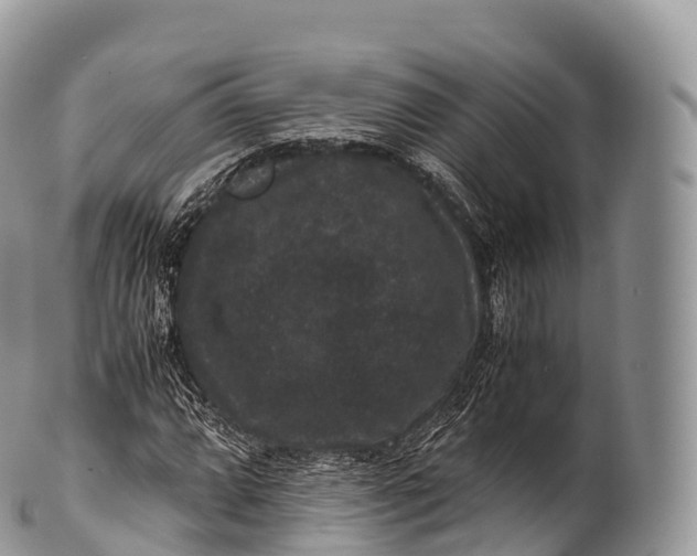 X0000100381064200806201645